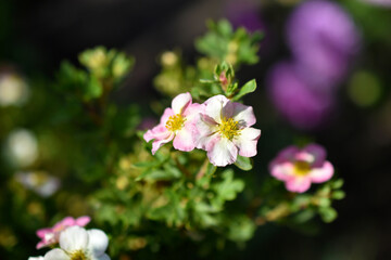 Red flowers of dasiphora shrub lat. dasiphora fruticosa or kuril tea shrubby five - leafed shrub