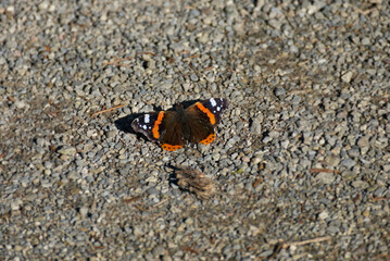 Red admiral butterfly (Vanessa Atalanta) perched on gravel in Zurich, Switzerland
