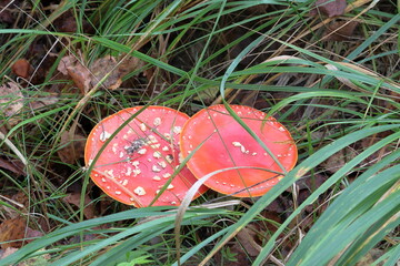 Two fly agarics hid in the big grass.
