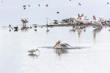 Autumn in Texas Gulf Coast, vacation, nature, birding, beach, sun