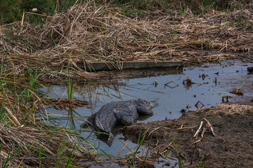 Autumn in Texas Gulf Coast, vacation, nature, birding, beach, sun