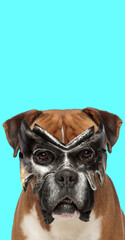cute boxer dog wearing a mask at halloween