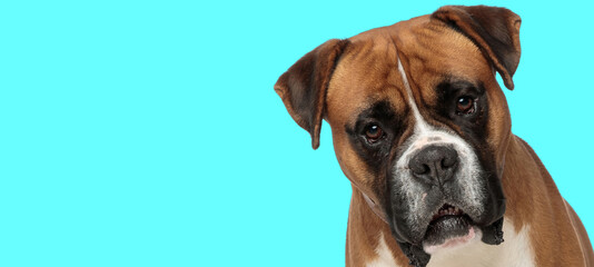 landscape of a cute boxer dog looking at the camera