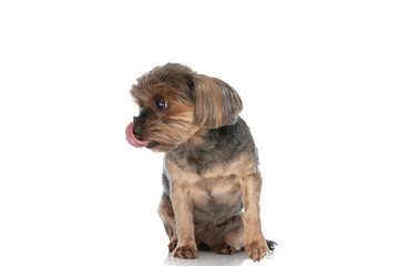 yorkshire terrier dog licking his mouth and looking to side