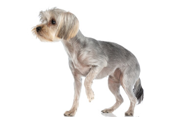 adorable yorkshire terrier dog standing with one paw up