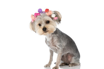 adorable yorkshire terrier dog wearing a headband of flowers