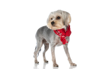 beautiful fashion yorkshire terrier dog posing with his red bandana