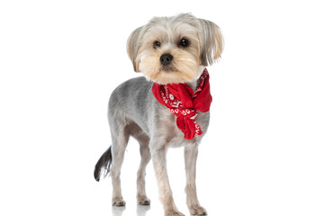 yorkshire terrier dog wearing his red bandana at neck