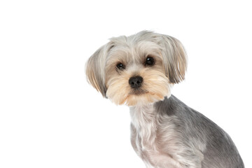beautiful yorkshire terrier dog sitting and looking at the camera