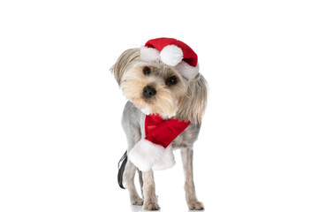 yorkshire terrier dog wearing santa klaus's hat