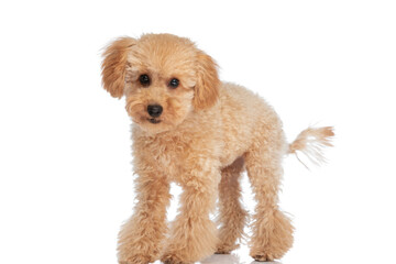 little poodle dog just standing and doing nothing