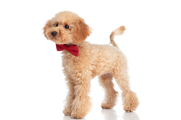 beautiful caniche dog looking away and wearing a red bowtie