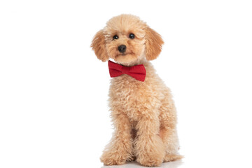 seated little caniche dog wearing a red bowtie