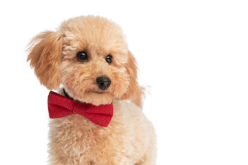 beautiful caniche dog wearing a red bowtie