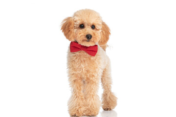 caniche dog wearing a red bowtie and feeling happy