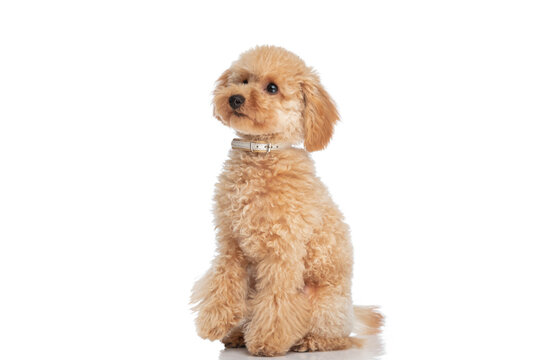 sweet caniche dog sitting against white background