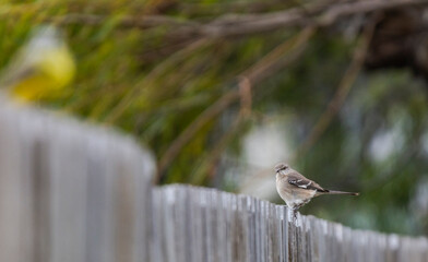 Autumn on Texas Gulf Coast, beach, sand, sea, nature, summer