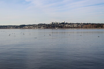 Seabirds on calm water of Boundary Bay, Canada