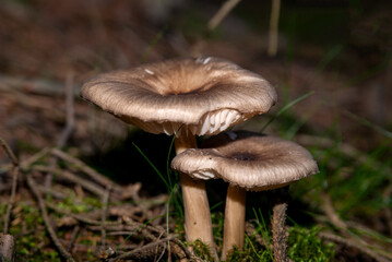 Pilze am Waldboden