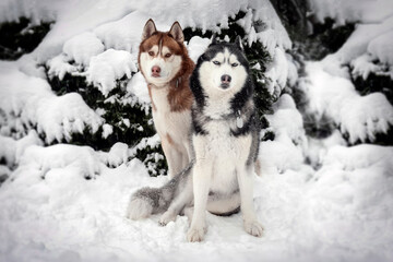Two beautiful Siberian huskies dogs are sitting in the snow on the background of a winter landscape. Snow-covered coniferous trees.