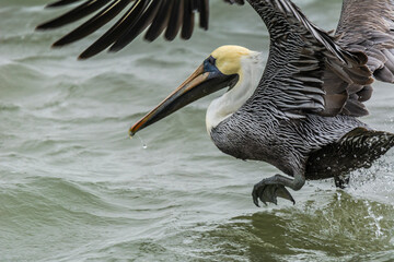 Autumn on Texas Gulf Coast, beach, sand, sea, nature, summer