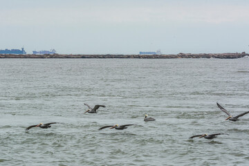 Fototapeta premium Autumn on Texas Gulf Coast, beach, sand, sea, nature, summer