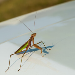 A praying mantis watches the photographer.