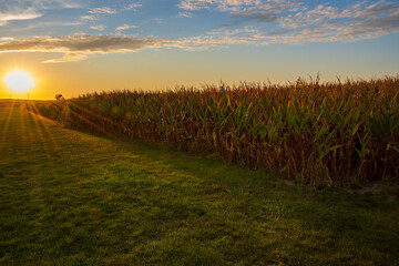A setting sun highlights harvest ready corn plants. - obrazy, fototapety, plakaty