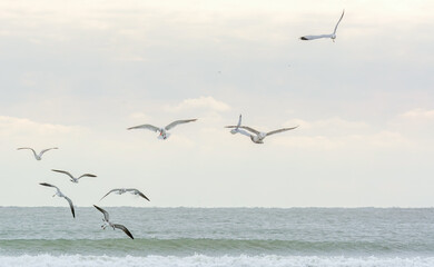 Autumn on Texas Gulf Coast, beach, sand, sea, nature, summer