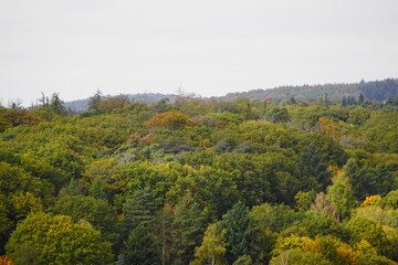 Obraz premium Ein Blick über den Baumwipfeln eines Waldes