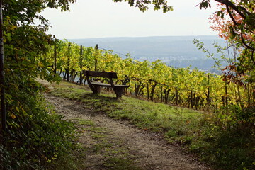 Eine Sitzbank vor Weinreben in Wiesbaden mit Blick in den Rheingau