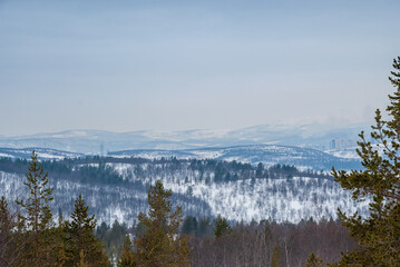 Winter landscape of the Kola Peninsula. Pines against the background of snow peaks of hills. Murmansk region.