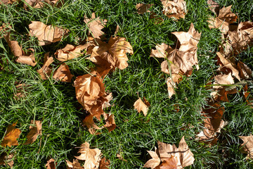 Green grass with dead dry leaves.