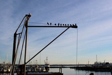 Birds on a wire near a harbor