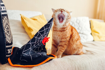 Halloween celebration. Ginger cat yawning by witch hat on couch at home. Holiday costume for pets - obrazy, fototapety, plakaty