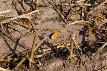an agricultural field where corn is harvested to feed