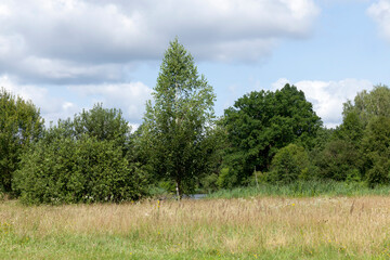 trees, bushes and green grass in summer