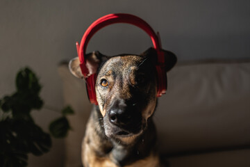 Mongrel pet dog listen music with headphones - Animals at home
