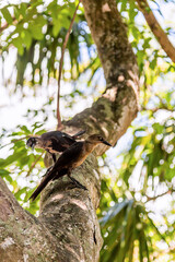Two mexican grackles