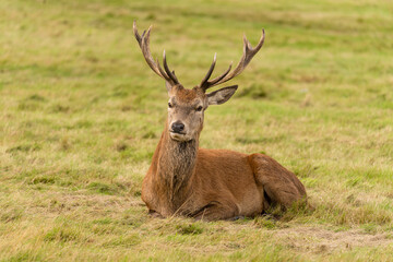 Naklejka na ściany i meble Close-up photo of a young red deer sitting in the grassland during the rutting season in autumn.