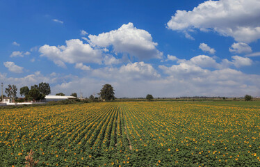 Sunflower field with cloudy blue sky