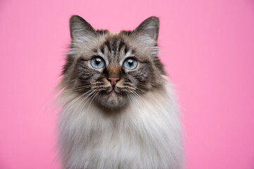Fototapeta na wymiar fluffy seal point tabby birman cat with blue eyes portrait on pink background