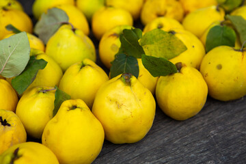 Ripe golden yellow quince fruits isolated on wood background
