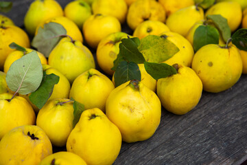 Ripe golden yellow quince fruits isolated on wood background