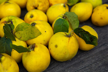 Ripe golden yellow quince fruits isolated on wood background