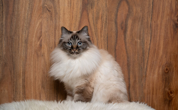 fluffy birman cat sitting on white fur on wooden background with copy space looking at camera