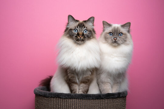two different colored birman cat siblings sitting side by side on pet bed on pink background