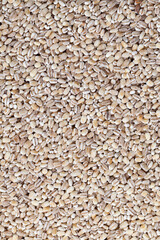 pearl barley for cooking porridge, made from barley