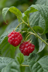 Natural food - fresh raspberries on raspberry. Cluster of ripe raspberry fruit - Rubus fruticosus - on a branch with green leaves