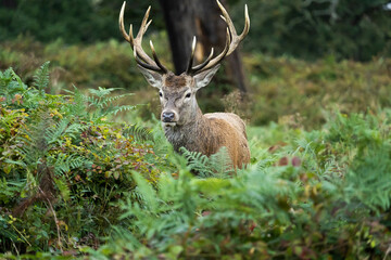 Close-up photo of a red deer sitting between the bushes during the rutting season in autumn.